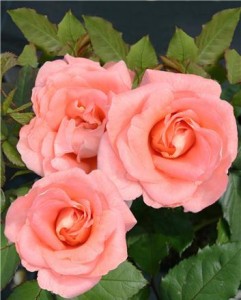 MATHILDE (hybrid tea)